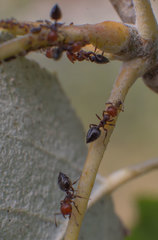 Crematogaster scutellaris