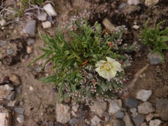 Chamaesaracha sordida