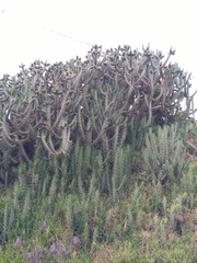 Austrocylindropuntieae