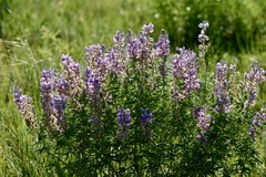 Lupinus angustifolius