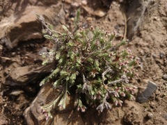 Paronychia albomarginata