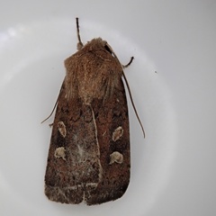 Xestia xanthographa