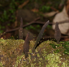 Xylaria castorea