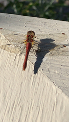 Sympetrum pallipes