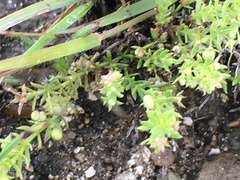 Galium microphyllum