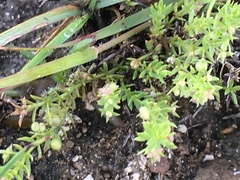 Galium microphyllum