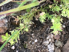 Galium microphyllum