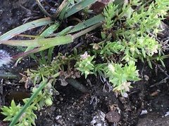Galium microphyllum