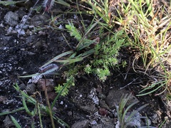 Galium microphyllum