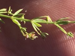 Galium microphyllum