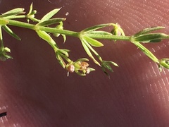 Galium microphyllum