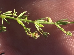Galium microphyllum