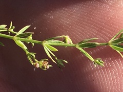 Galium microphyllum