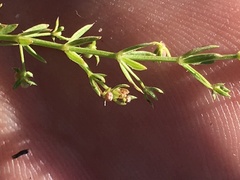 Galium microphyllum