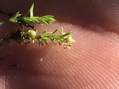 Galium microphyllum