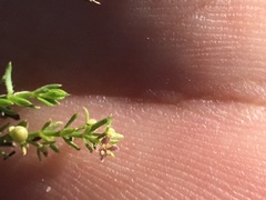 Galium microphyllum