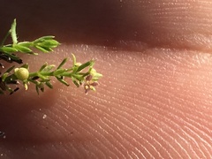 Galium microphyllum