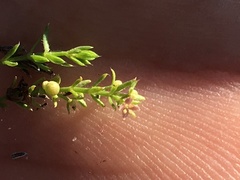 Galium microphyllum
