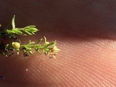 Galium microphyllum