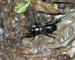 Stenopelmatus ater