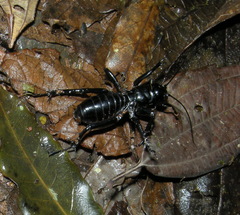 Stenopelmatus ater