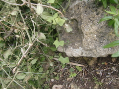 Kedrostis nana