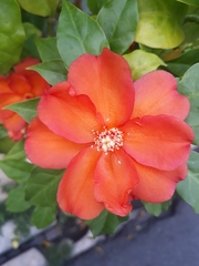 Leuenbergeria bleo