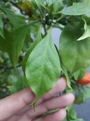 Leuenbergeria bleo