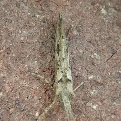 Trichoptera