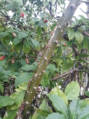 Leuenbergeria bleo