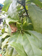Leuenbergeria bleo