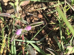 Dyschoriste microphylla