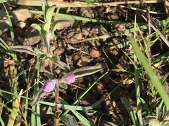 Dyschoriste microphylla