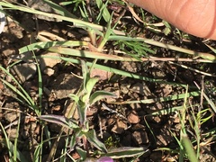 Dyschoriste microphylla