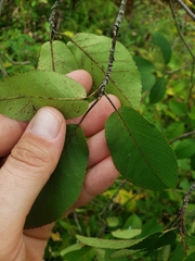 Amelanchier canadensis