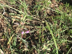 Dyschoriste microphylla