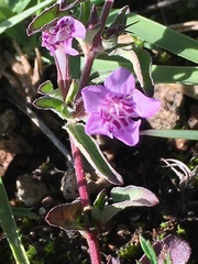 Dyschoriste microphylla