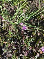 Dyschoriste microphylla