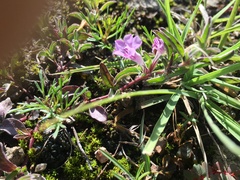 Dyschoriste microphylla