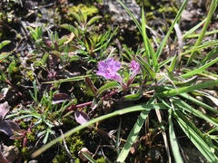 Dyschoriste microphylla