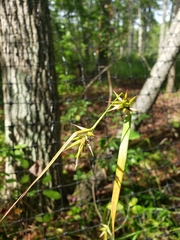 Carex folliculata