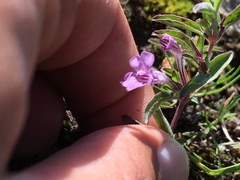 Dyschoriste microphylla