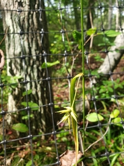 Carex folliculata