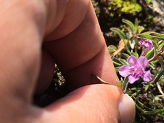 Dyschoriste microphylla