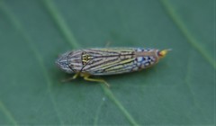 Graphocephala pulchra