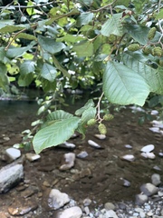 Alnus rohlenae