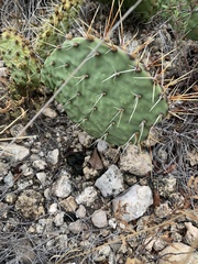 Opuntia rastrera