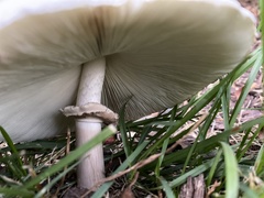 Chlorophyllum molybdites