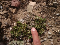 Paronychia albomarginata