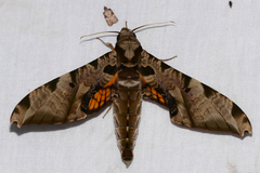 Protambulyx eurycles